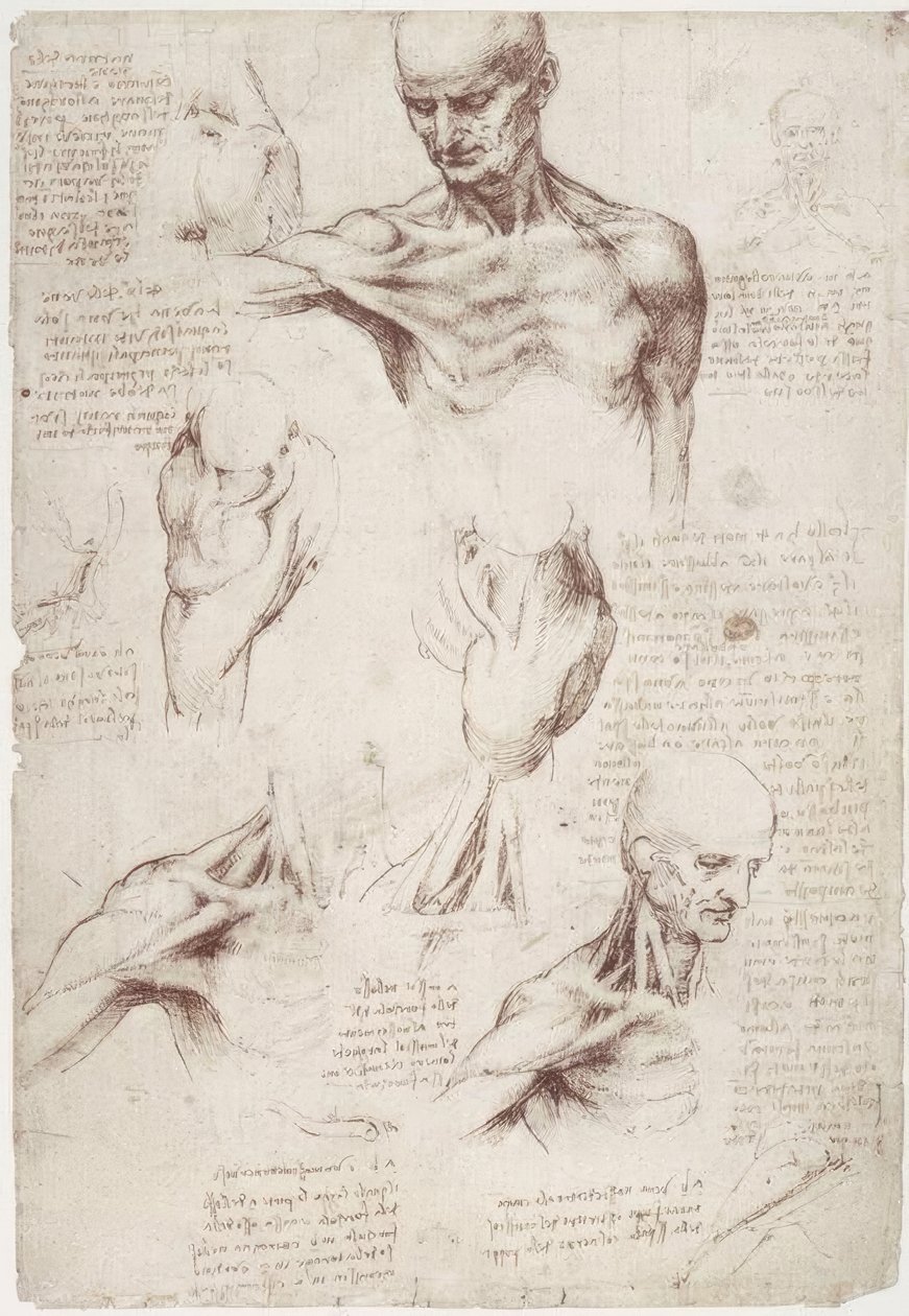 Badania anatomiczne: mięśnie powierzchniowe szyi i barku autorstwa Leonardo da Vinci