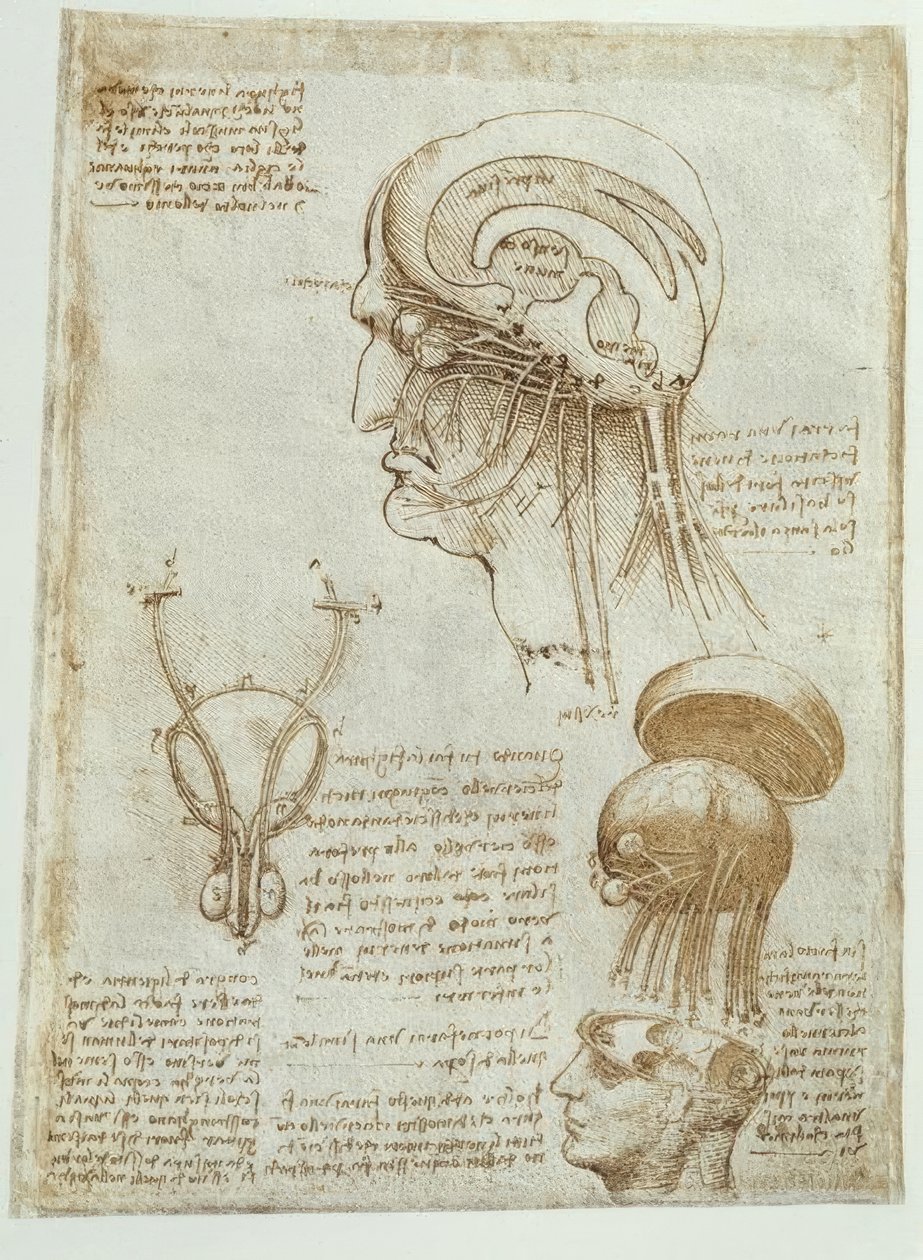 Badania anatomiczne: mózg, komory i nerwy czaszkowe / mężczyzna autorstwa Leonardo da Vinci