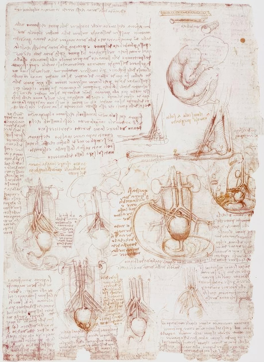 Badania anatomiczne: Pępowina / Płód... autorstwa Leonardo da Vinci