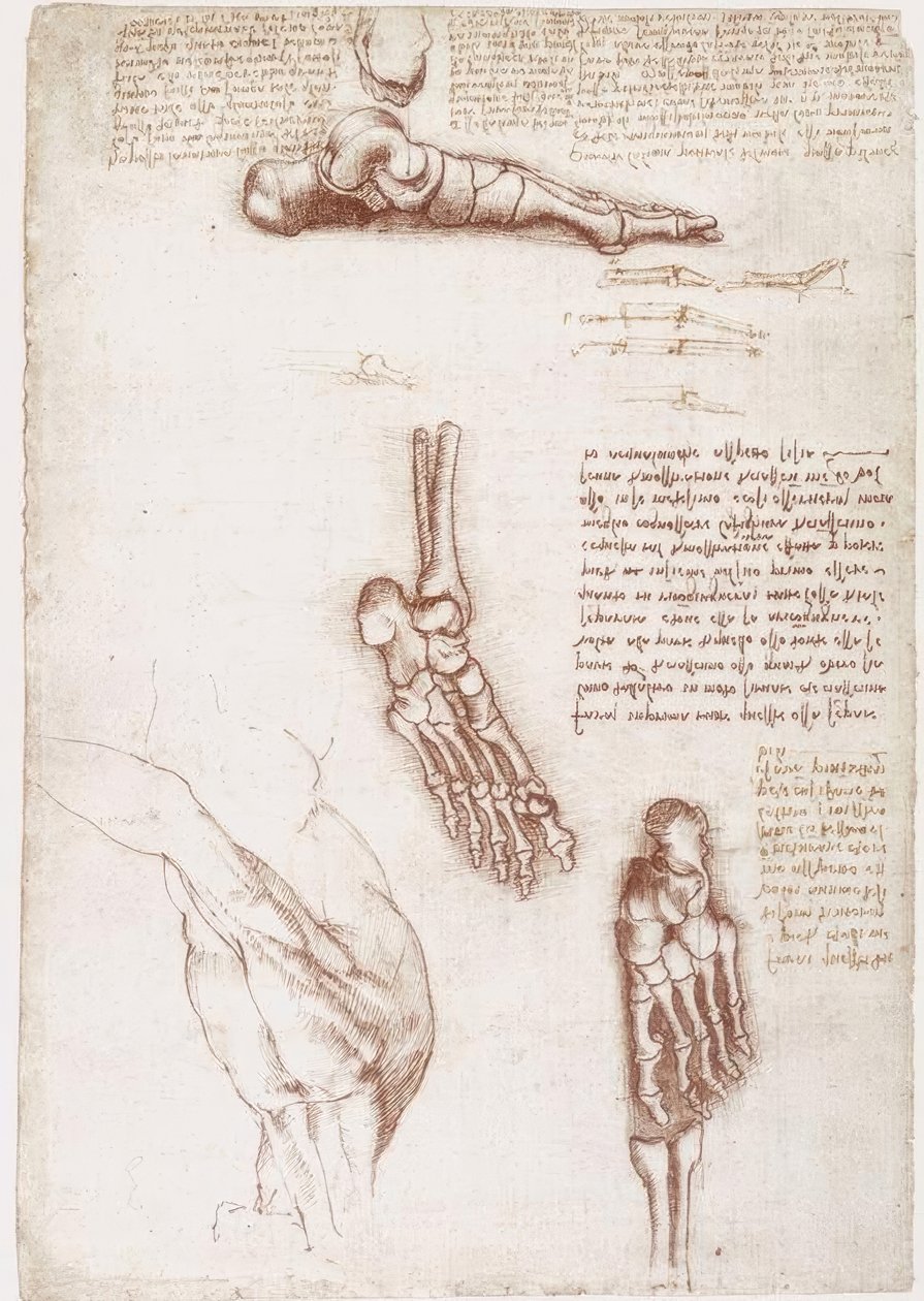 Badania anatomiczne: anatomia powierzchni barku / kości stopy autorstwa Leonardo da Vinci