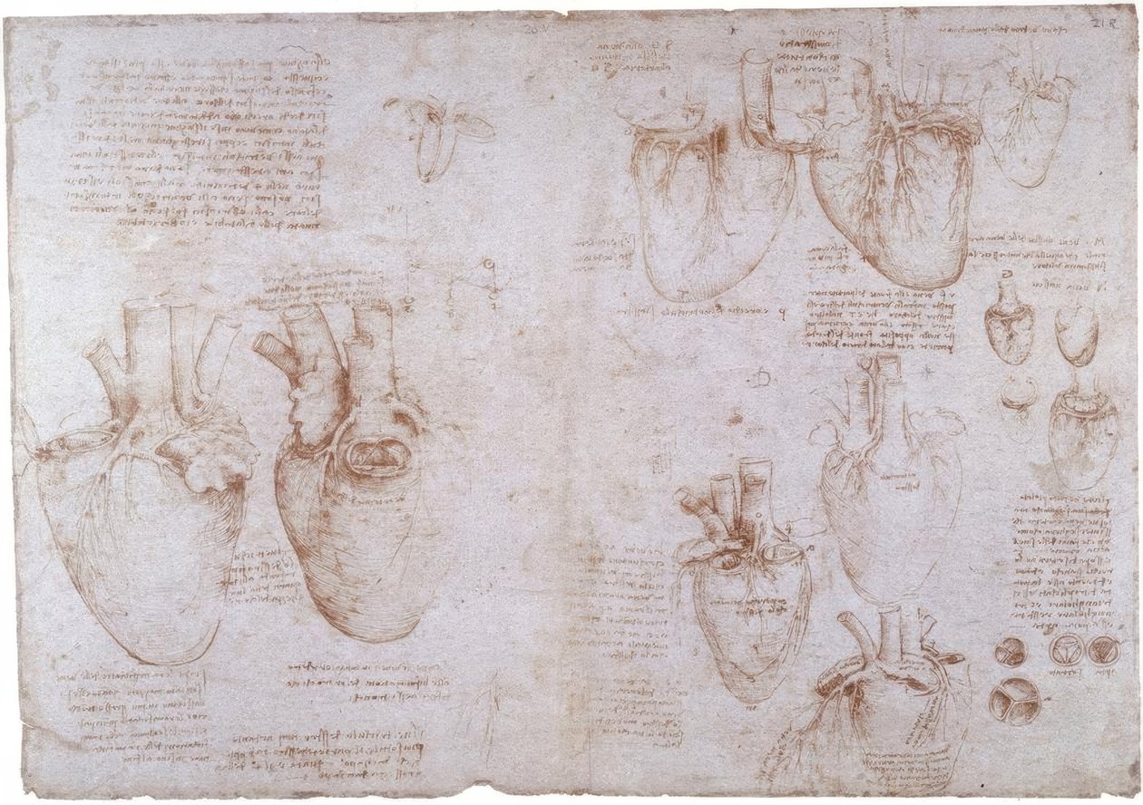 Badania anatomii: żyły powierzchniowe... autorstwa Leonardo da Vinci