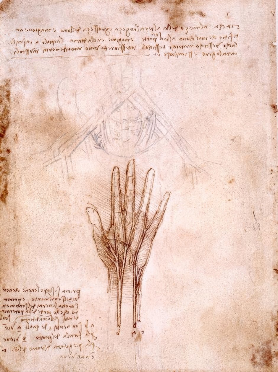 Badania anatomiczne: szkic naczyń miednicy ... autorstwa Leonardo da Vinci