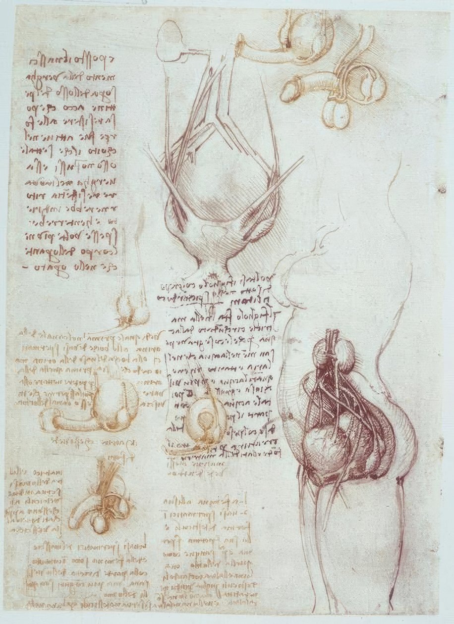 Badania anatomii: porównawcze reprezentacje męskich i żeńskich narządów płciowych autorstwa Leonardo da Vinci