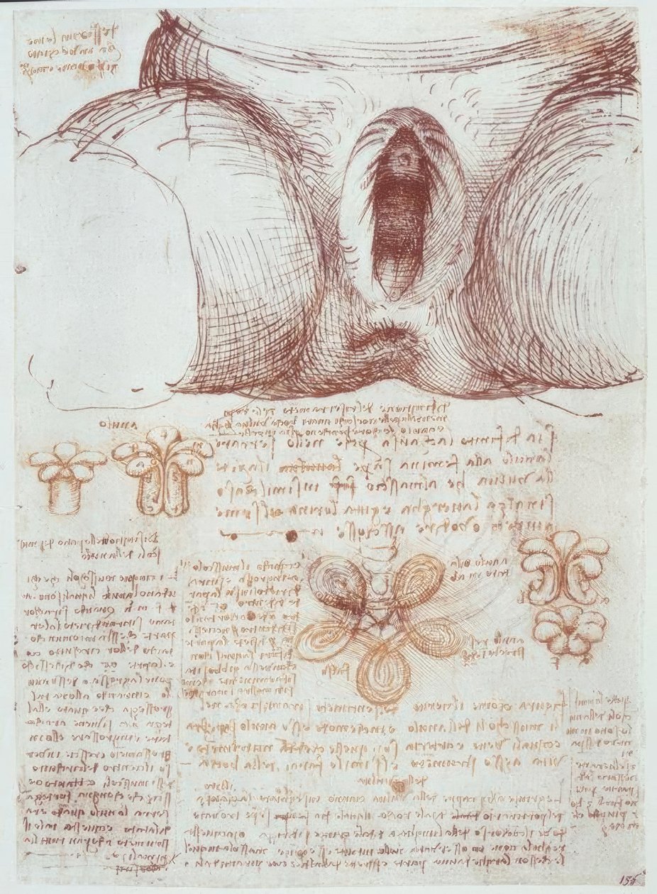 Badania anatomiczne: srom kobiety wielopłodowej po porodzie autorstwa Leonardo da Vinci