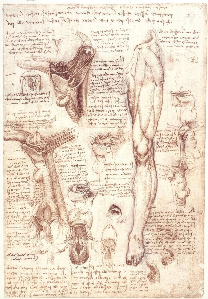 Badania anatomii: język, gardło, krtań i przełyk autorstwa Leonardo da Vinci