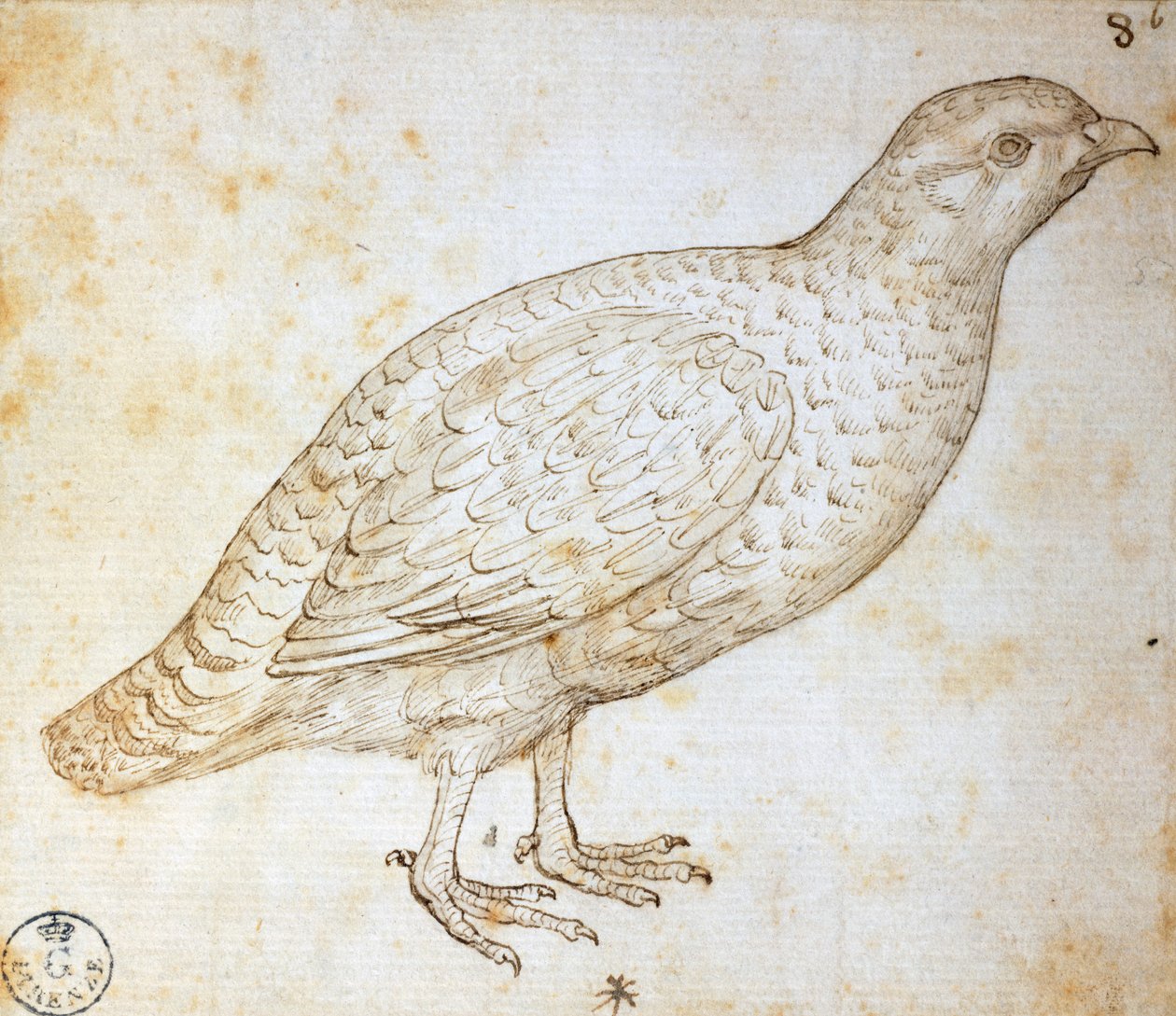 Studia na zwierzętach: przepiórka, Leonardo da Vinci (1452-1519), rysunek 754 orn autorstwa Leonardo da Vinci
