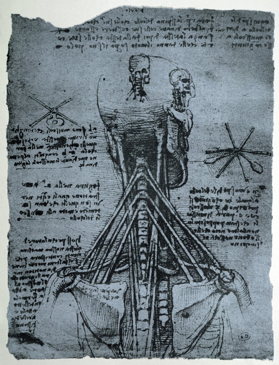 Struktura kostna szyi i ramion człowieka, kopia faksymilowa autorstwa Leonardo da Vinci