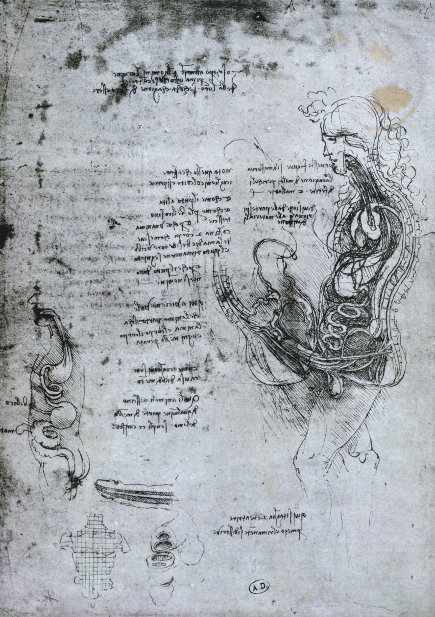 Koition of Hemisected Man and Woman, kopia faksymile autorstwa Leonardo da Vinci