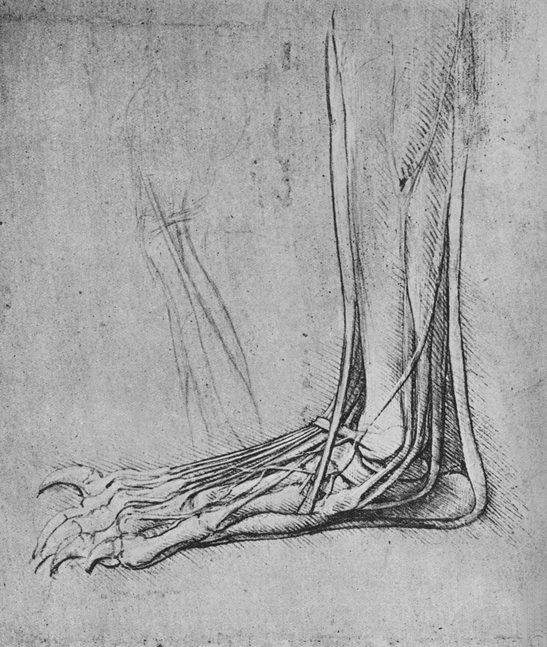 Sekcja stopy niedźwiedzia po lewej stronie, c1480 1945 autorstwa Leonardo da Vinci