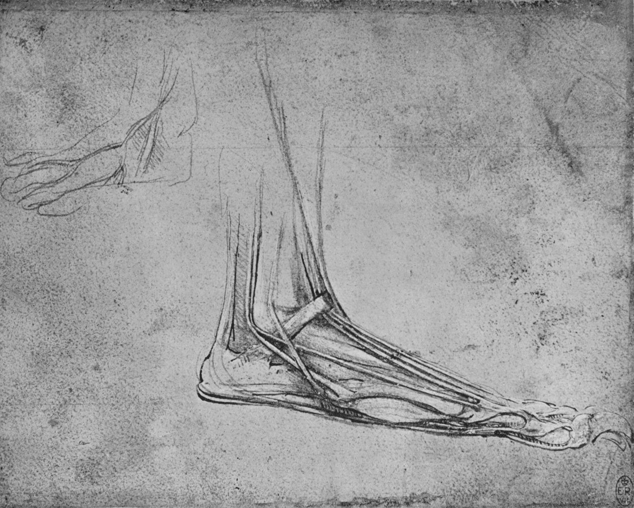 Sekcja stopy niedźwiedziej po prawej stronie, ok. 1480 1945 r. autorstwa Leonardo da Vinci