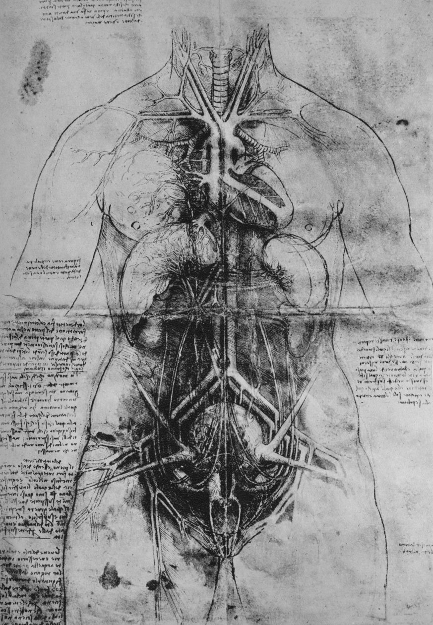 Sekcja głównych organów kobiety, ok. 1480 1945 r autorstwa Leonardo da Vinci