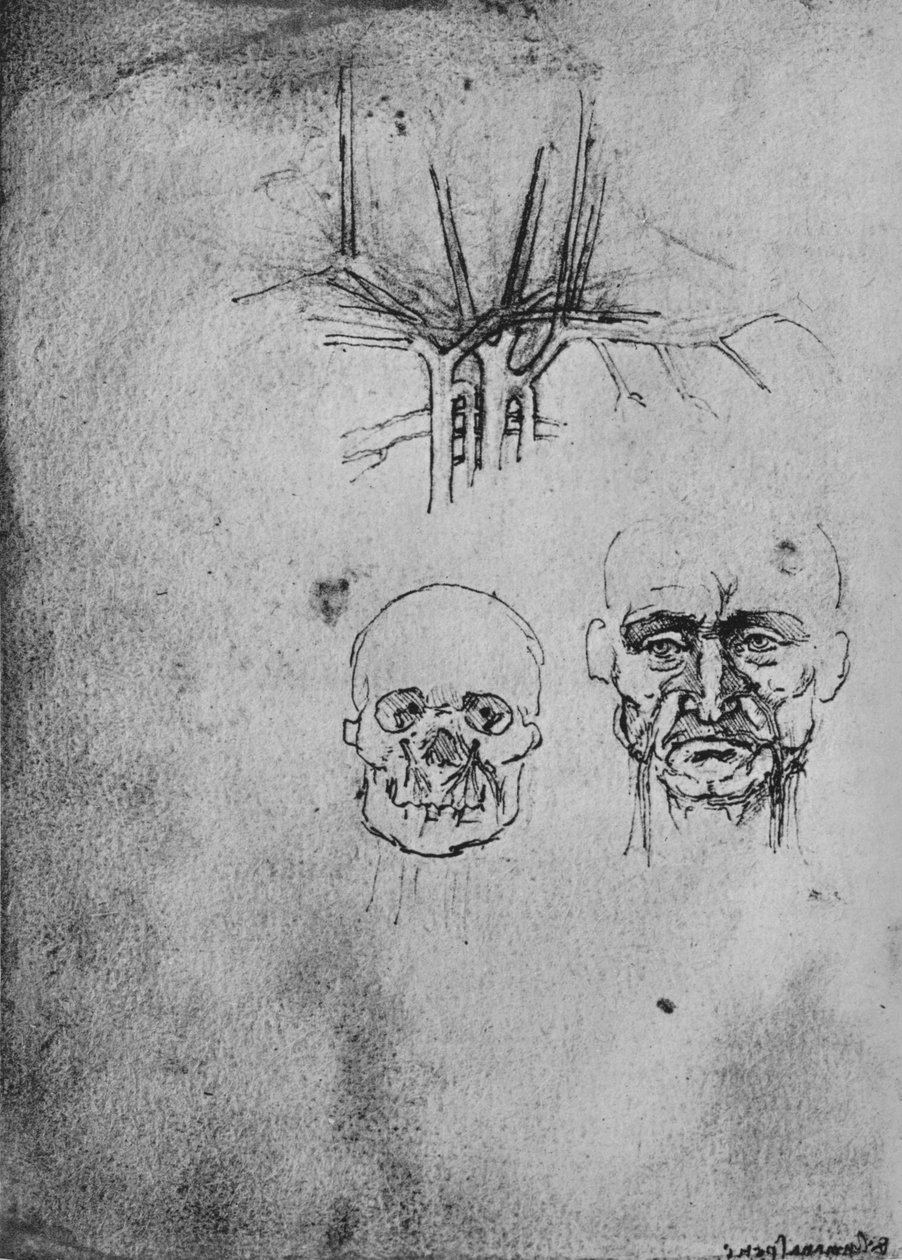 Rysunek przedstawiający położenie naczyń krwionośnych w szyi i twarzy, c1480 1945 autorstwa Leonardo da Vinci