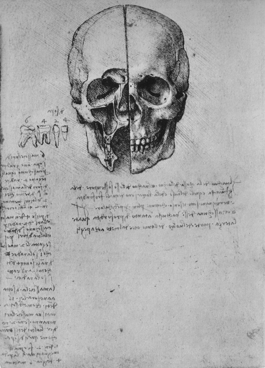Rysunek dwóch połówek czaszki, c1480 1945 autorstwa Leonardo da Vinci