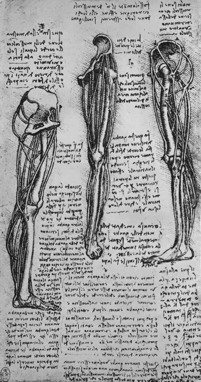 Rysunki lewej nogi przedstawiające kości i ścięgna, c1480 1945 autorstwa Leonardo da Vinci