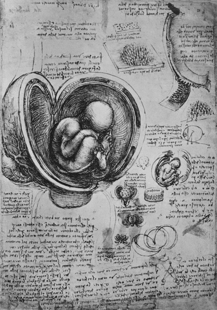 Rysunki zarodka w macicy, ok. 1480 1945 r. autorstwa Leonardo da Vinci