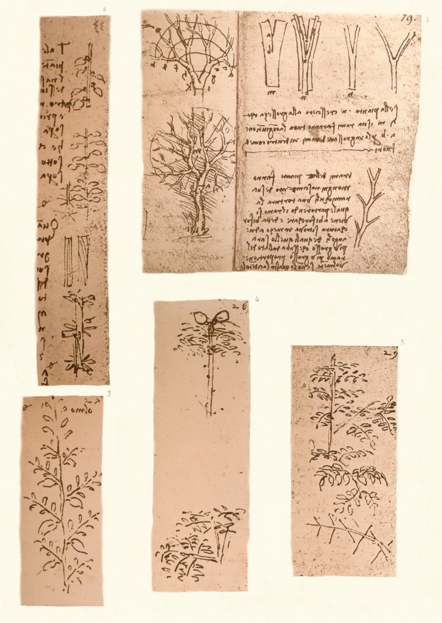 Pięć rysunków ilustrujących elementy malarstwa pejzażowego, c1472-c1519 1883 autorstwa Leonardo da Vinci