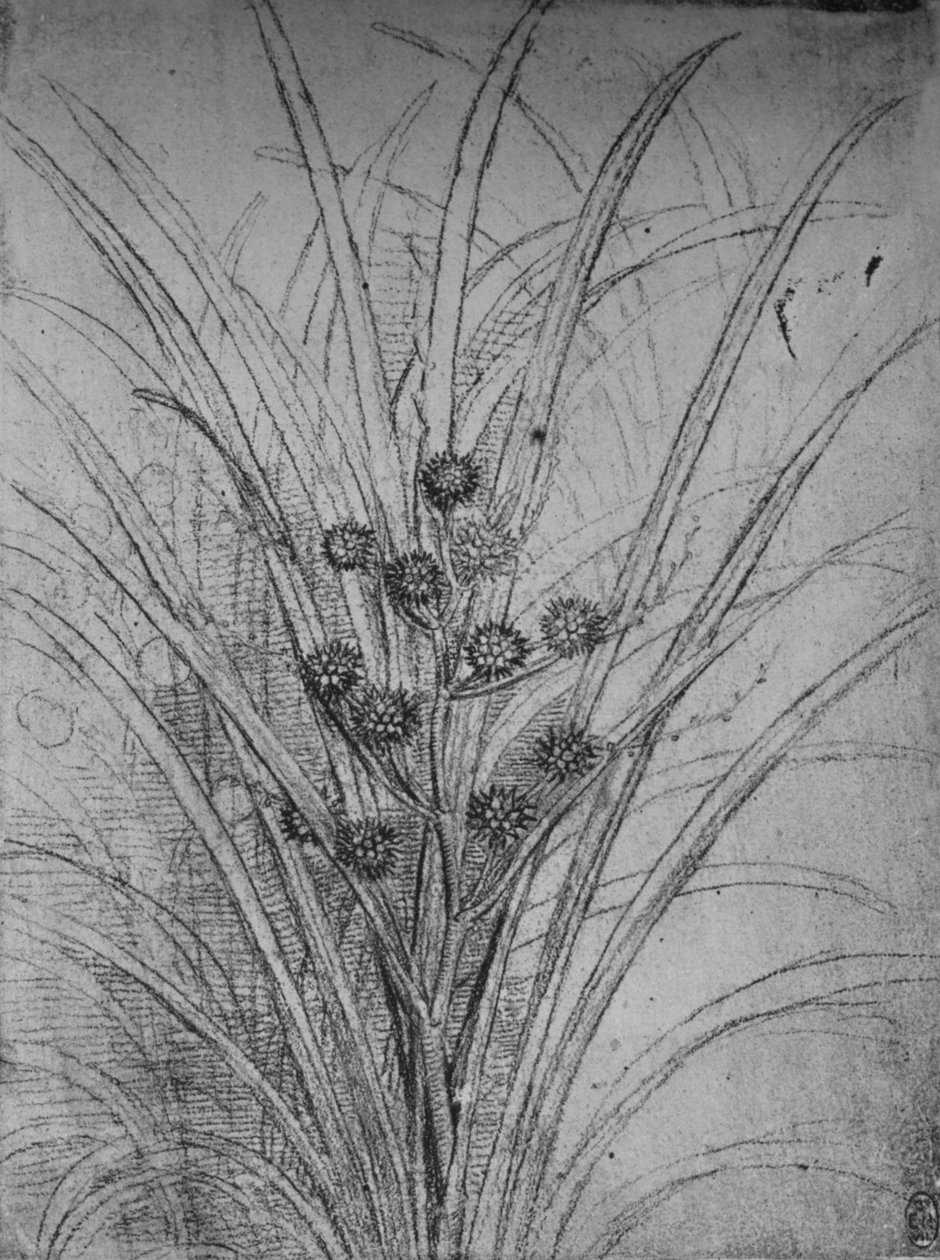 Kwitnące sitowie, ok. 1480 1945 autorstwa Leonardo da Vinci