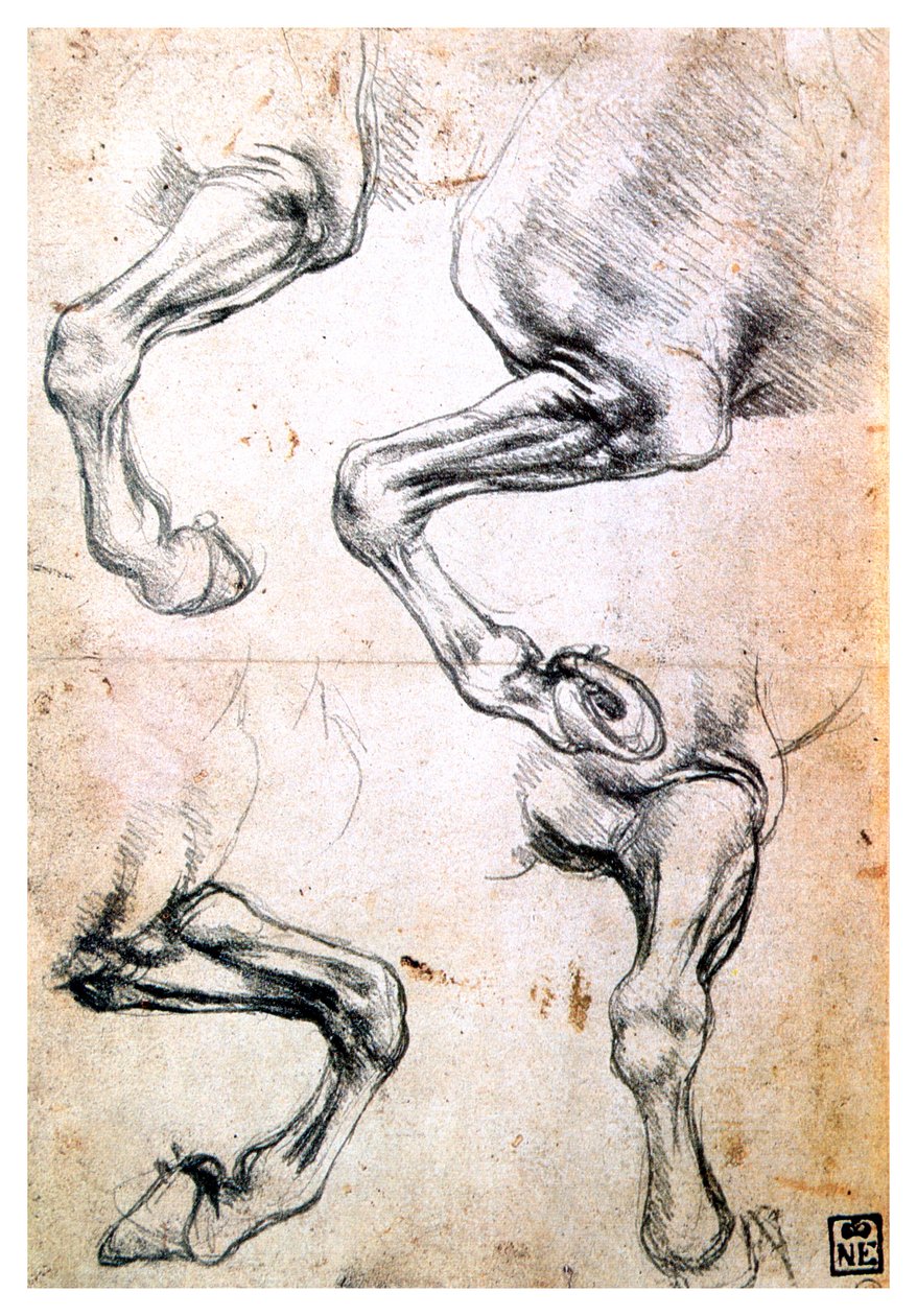 Cztery badania nóg koni, ok. 1500 autorstwa Leonardo da Vinci