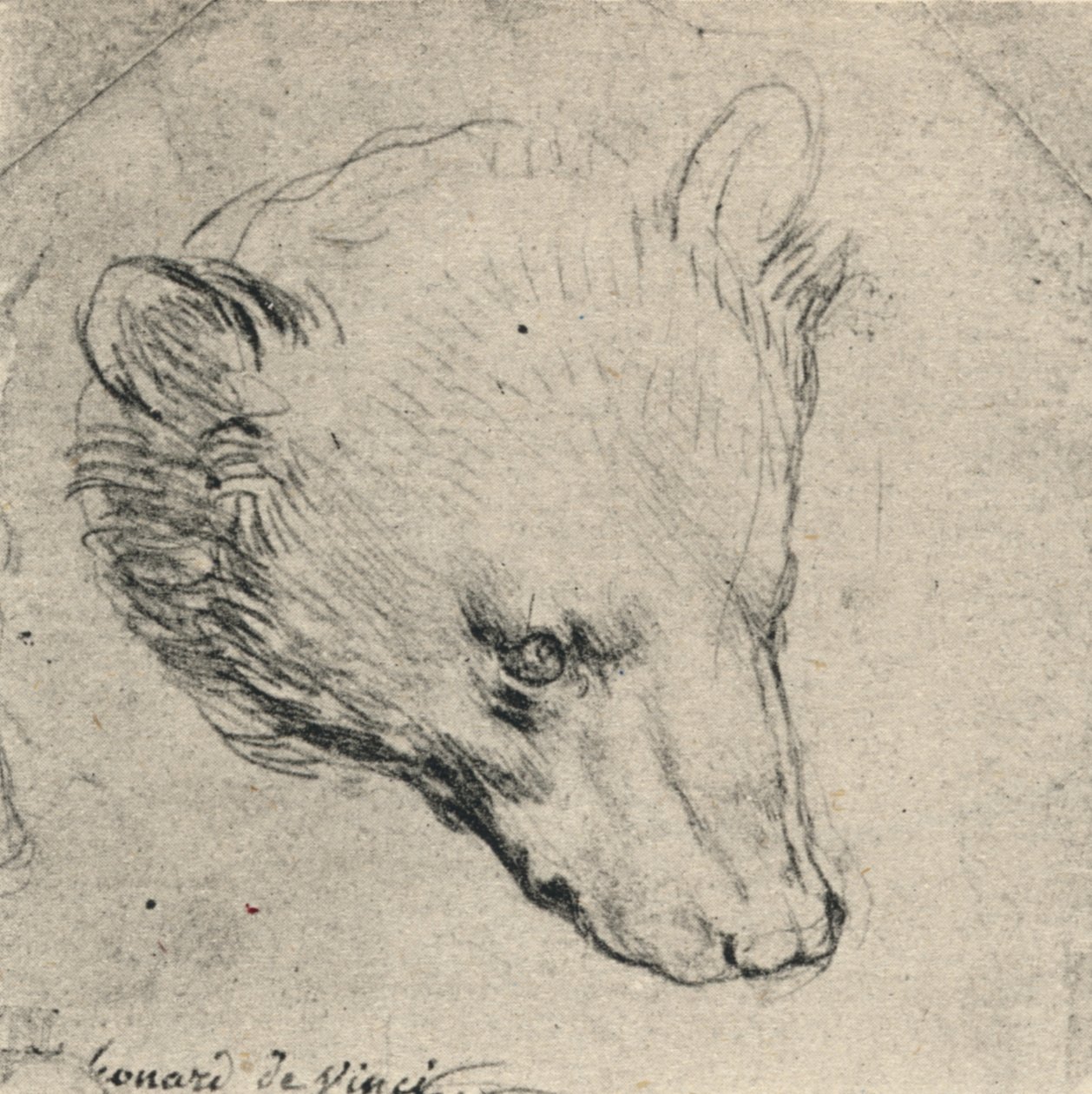 Głowa niedźwiedzia, ok. 1480 1945 autorstwa Leonardo da Vinci