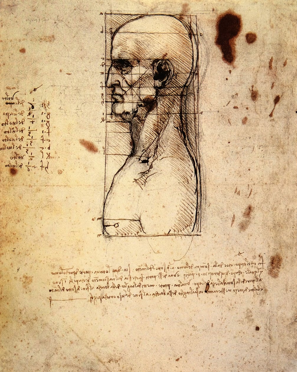 Głowa mężczyzny w profilu z proporcjami autorstwa Leonardo da Vinci