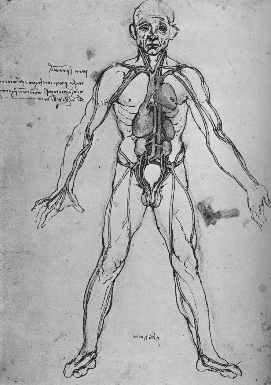 Mężczyzna narysowany jako figura anatomiczna, aby pokazać serce, płuca i główne tętnice, c1480 1945 autorstwa Leonardo da Vinci