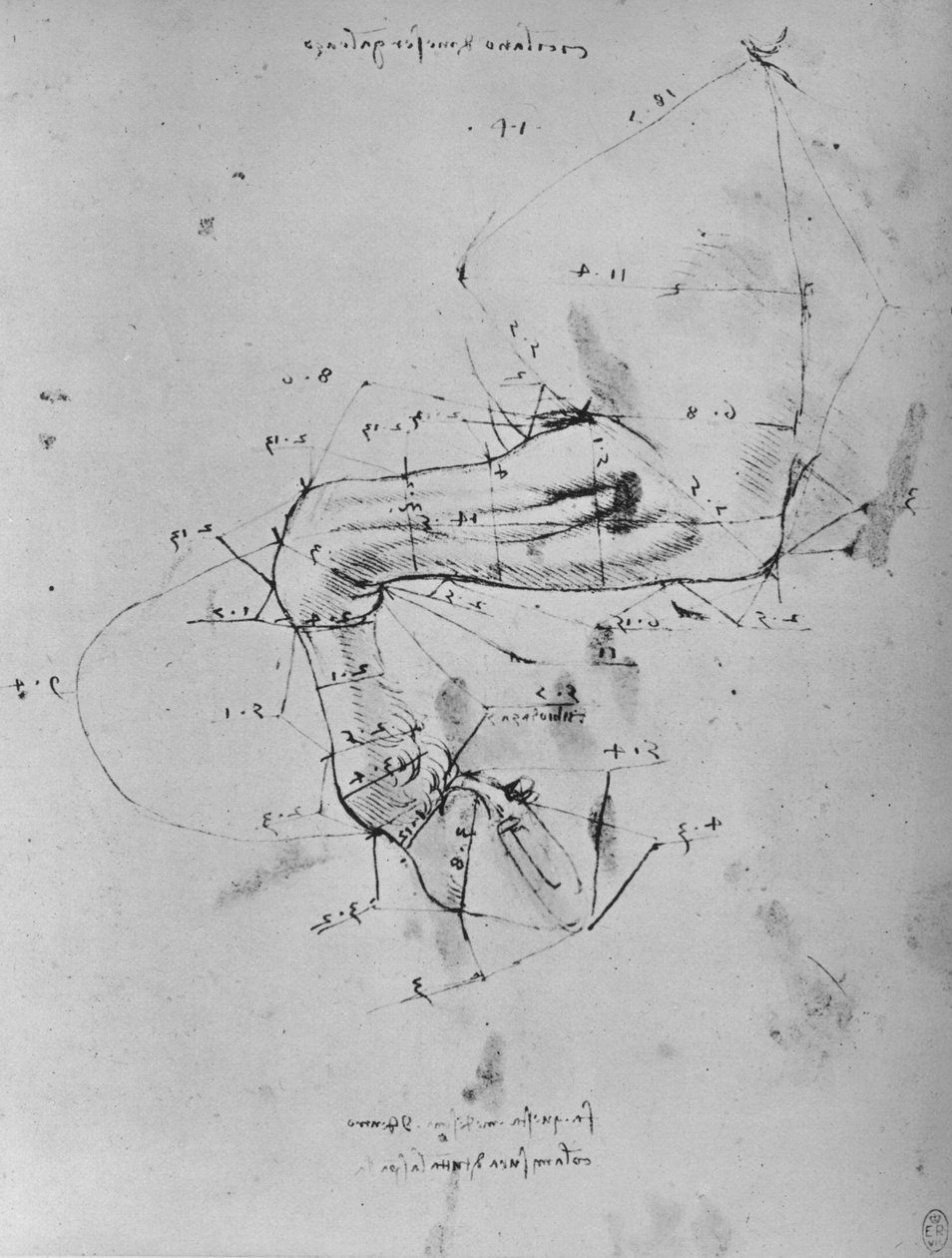 Mierzony rysunek w pobliżu przedniej łapy konia, c1480 1945 autorstwa Leonardo da Vinci