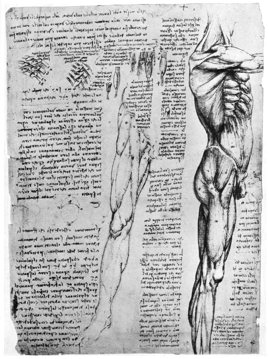 Badania mięśni, koniec XV lub początek XVI wieku 1954 autorstwa Leonardo da Vinci