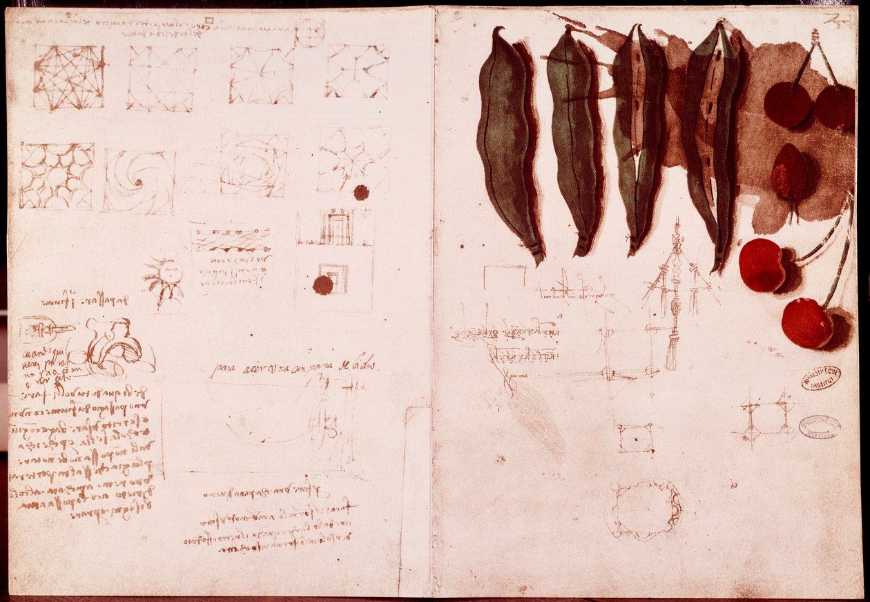 Notatki i szkice botaniki i geometrii. Rysunek na podwójnej stronie rękopisu Leonarda da Vinci (Leonardo da Vinci) (1452-1519) autorstwa Leonardo da Vinci