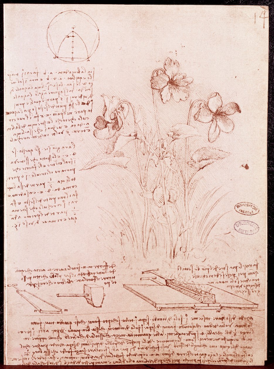 Notatki i szkice botaniki i geometrii: narcyz. Rysunek na podwójnej stronie rękopisu Leonarda da Vinci (Leonardo da Vinci) (1452-1519) autorstwa Leonardo da Vinci