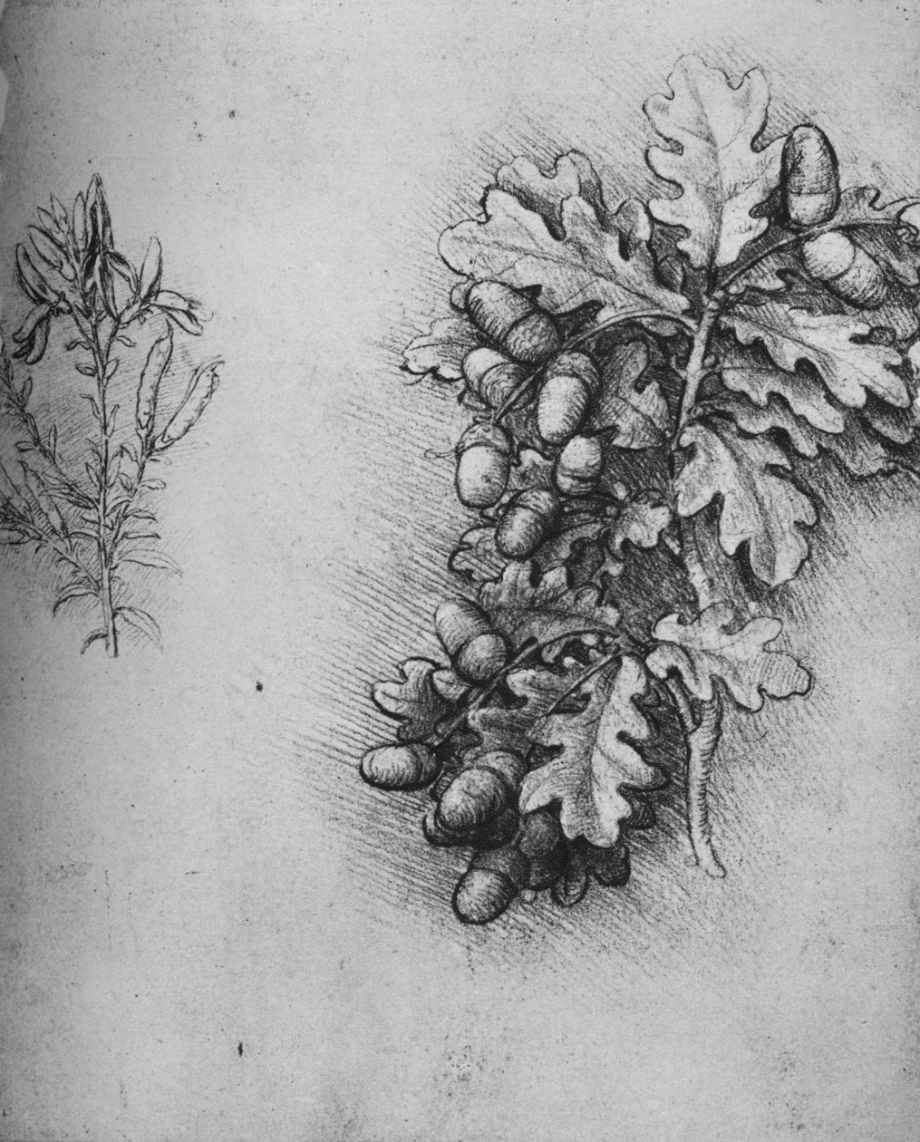 Liście dębu z żołędziami i barwnikami Greenweed, c1480 1945 autorstwa Leonardo da Vinci