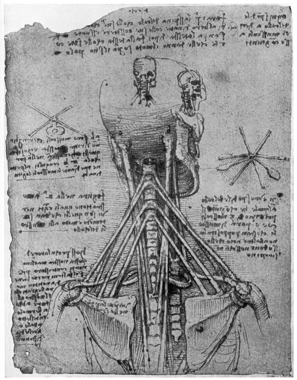 Widok z tyłu szkieletu przedstawiający ścięgna szyi, koniec XV lub początek XVI wieku 1954 autorstwa Leonardo da Vinci