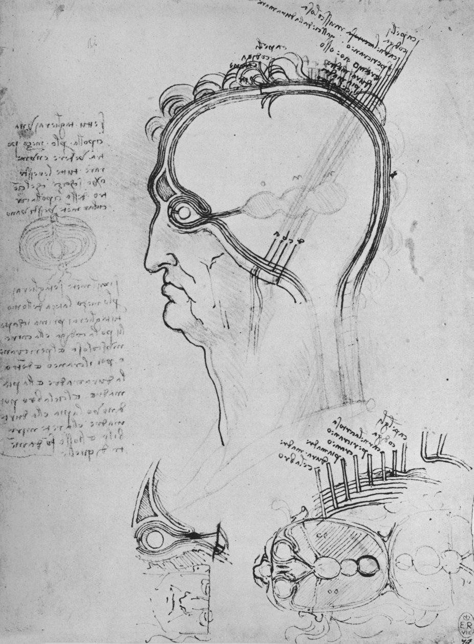 Fragmenty głowy mężczyzny przedstawiające anatomię oka itp., c1480 1945 autorstwa Leonardo da Vinci
