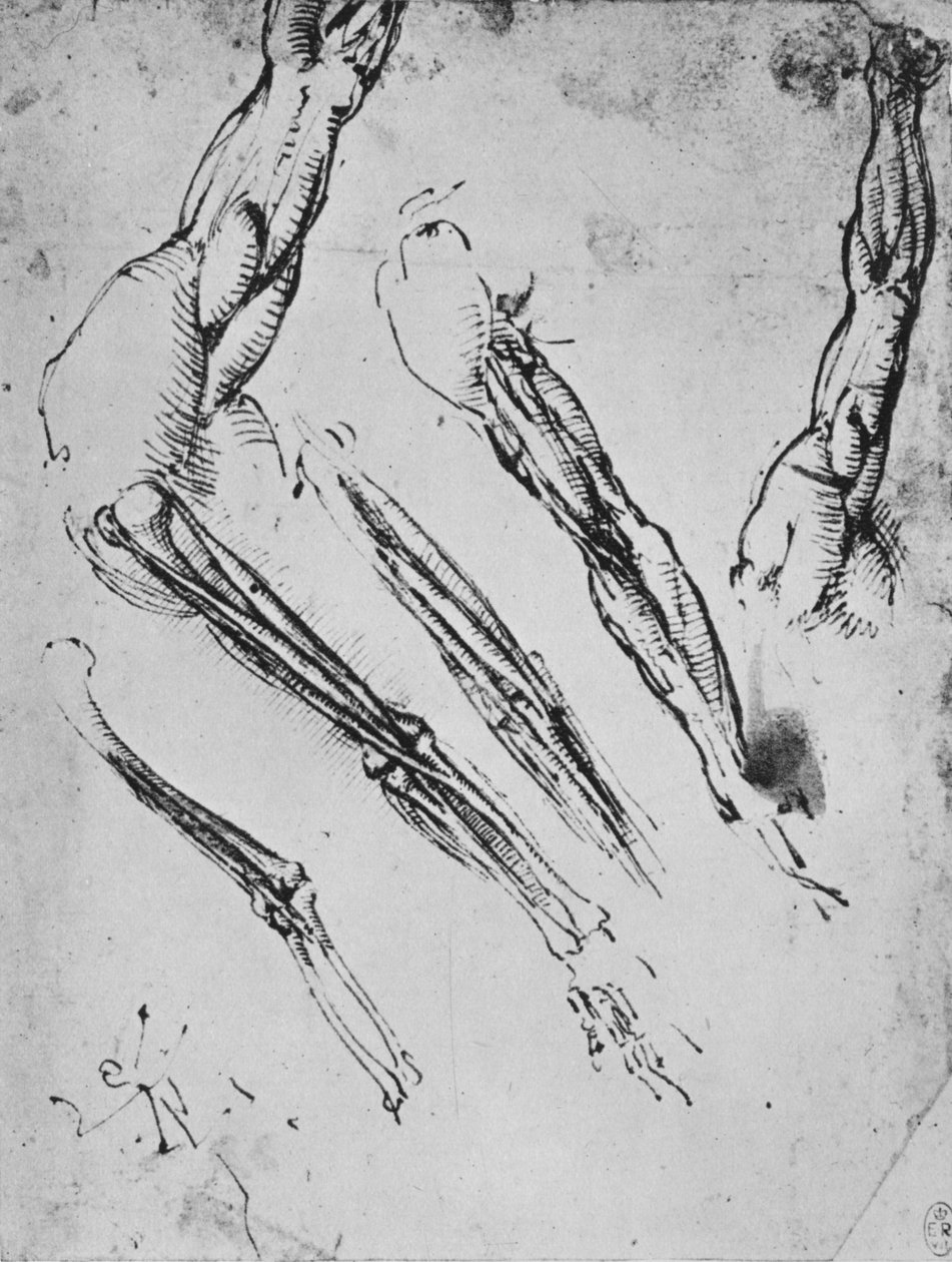 Sześć badań ramienia pokazującego w trzech przypadkach kości, ok. 1480 1945 r autorstwa Leonardo da Vinci