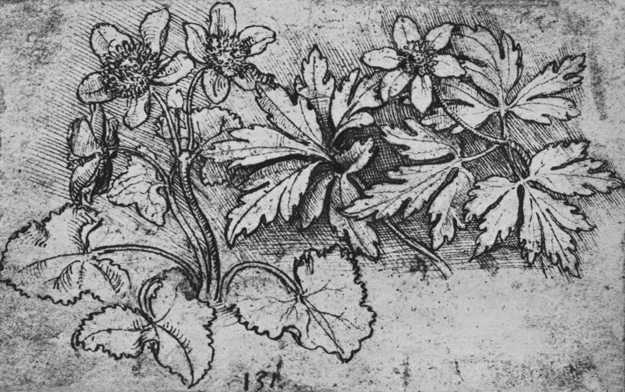 Szkic rośliny, ok. 1480 1945 autorstwa Leonardo da Vinci