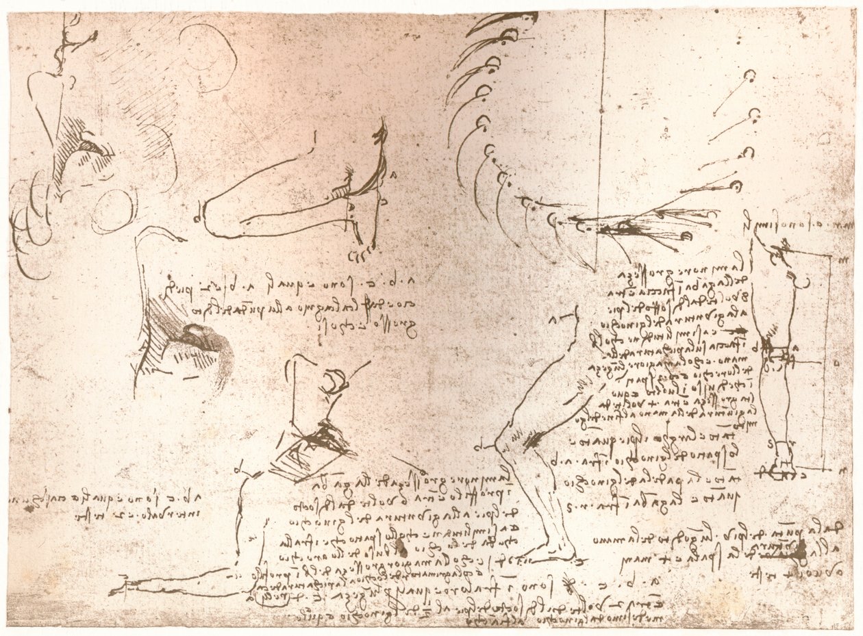 Szkice ilustrujące teorię proporcji postaci ludzkiej, c1472-c1519 1883 autorstwa Leonardo da Vinci