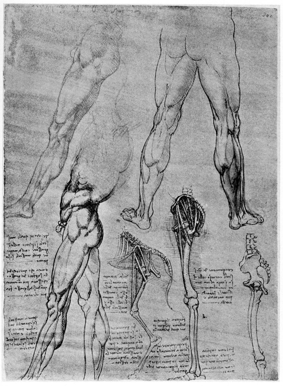 Studia z anatomii porównawczej, 1506-1507 1954 autorstwa Leonardo da Vinci