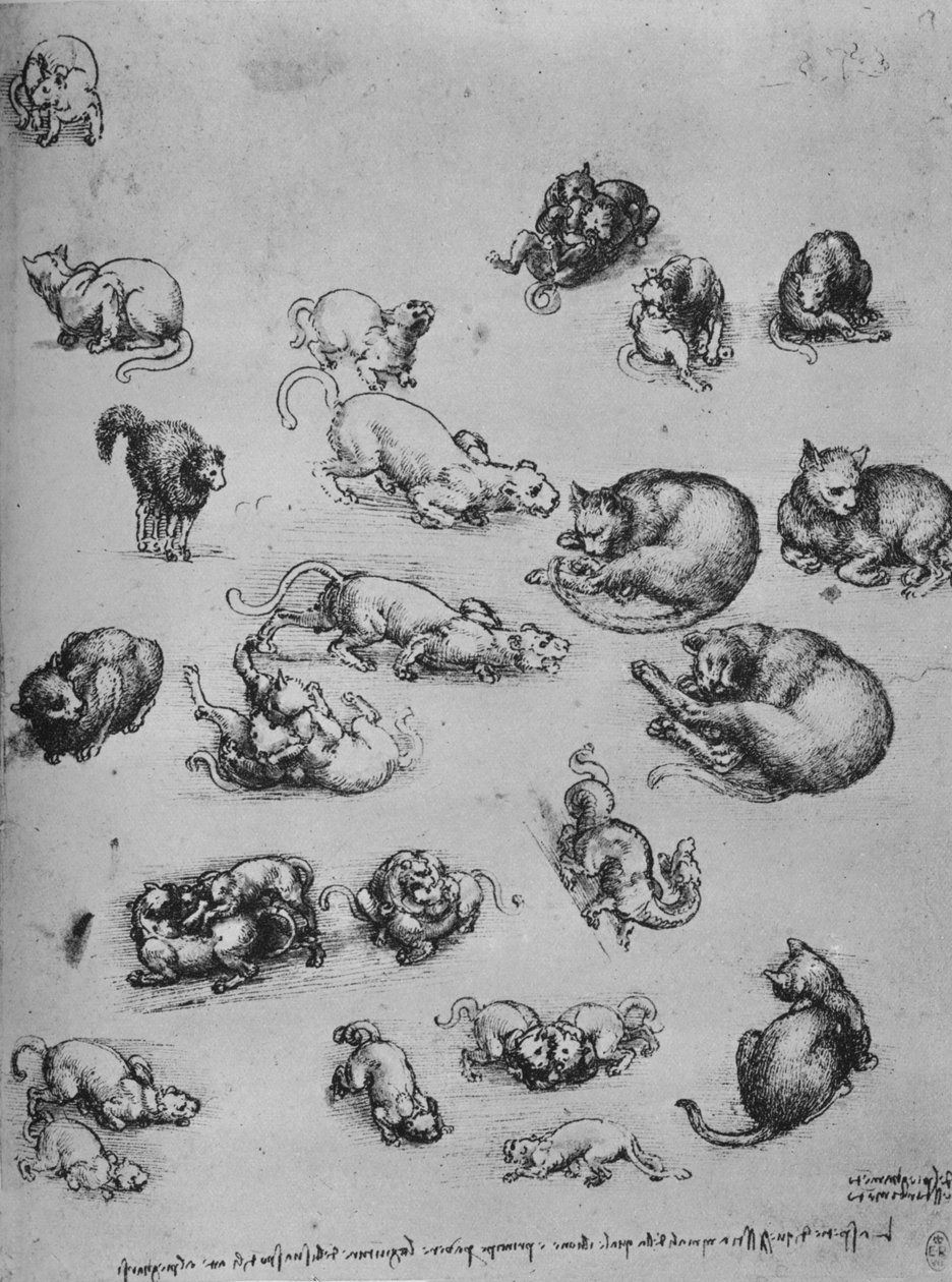 Studia kotów i smoka, ok. 1480 1945 autorstwa Leonardo da Vinci