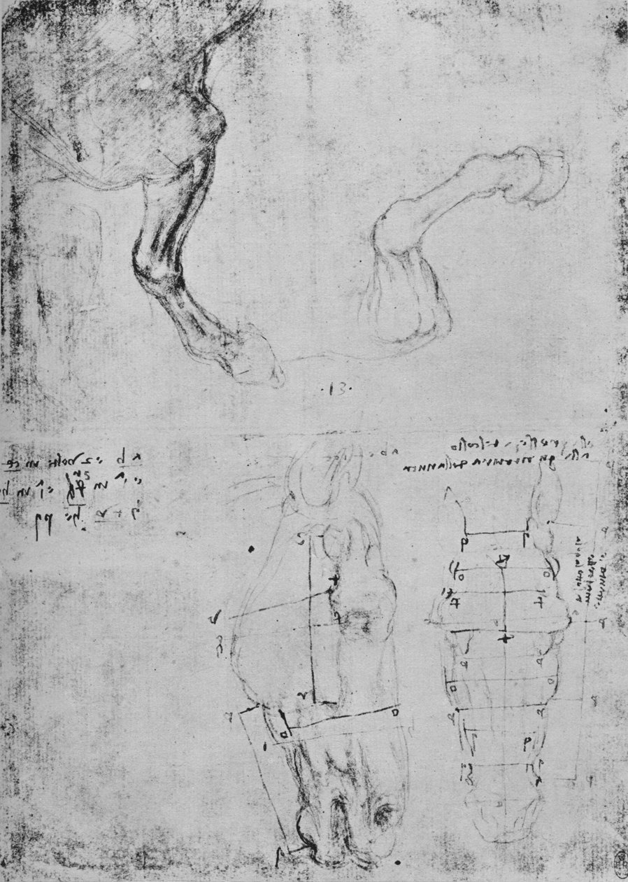 Badania przednich łap koni i zmierzone rysunki głów koni, c1480 1945 autorstwa Leonardo da Vinci