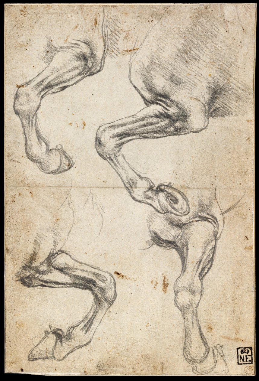 Badania końskiej nogi autorstwa Leonardo da Vinci