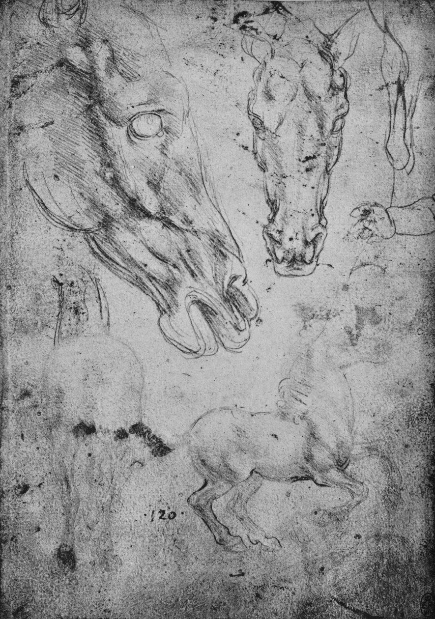 Badania koni i głów koni, ok. 1480 1945 r autorstwa Leonardo da Vinci