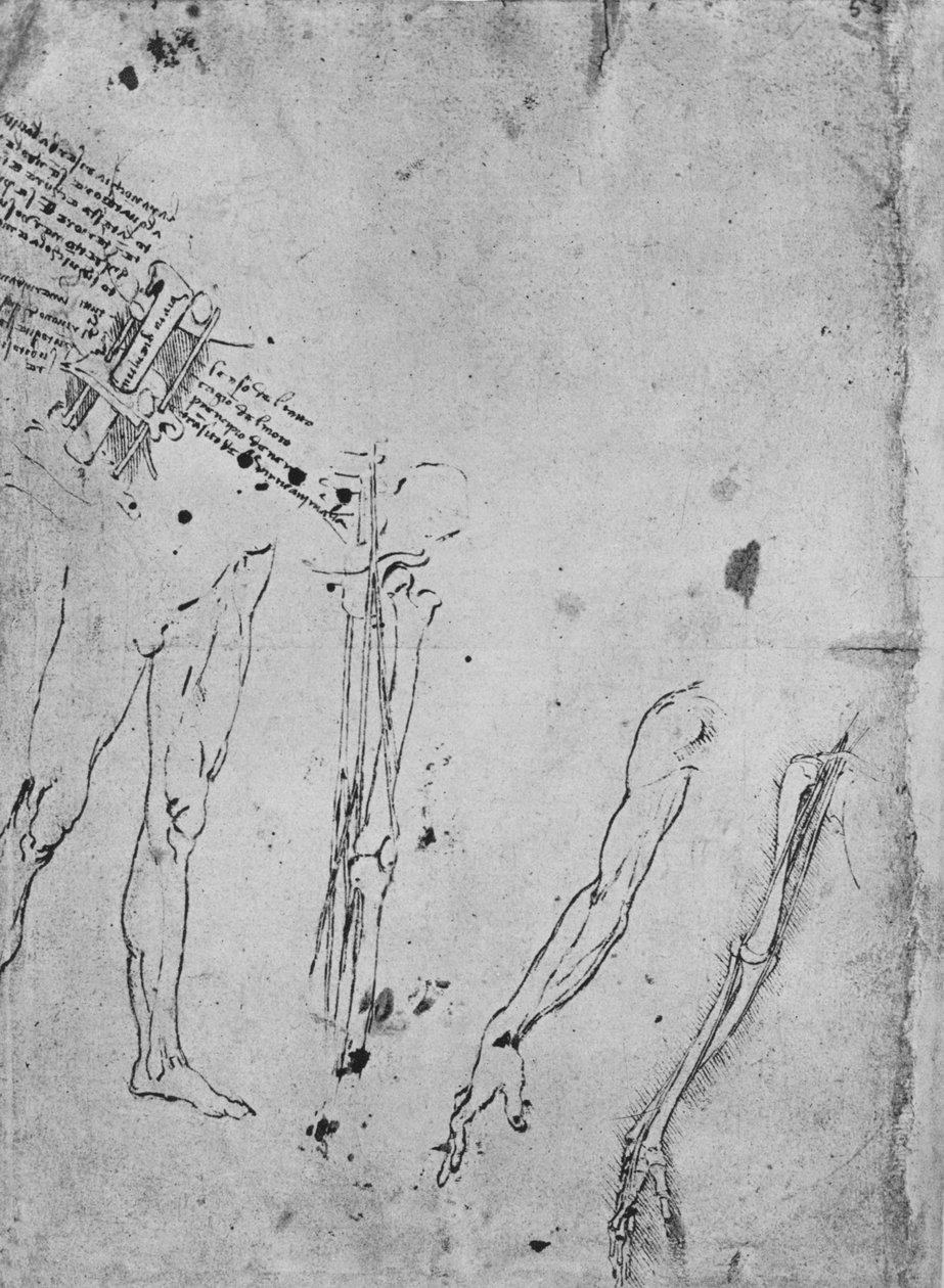 Badania nóg, kości i ścięgien nogi, ramienia oraz kości i ścięgien litery A autorstwa Leonardo da Vinci