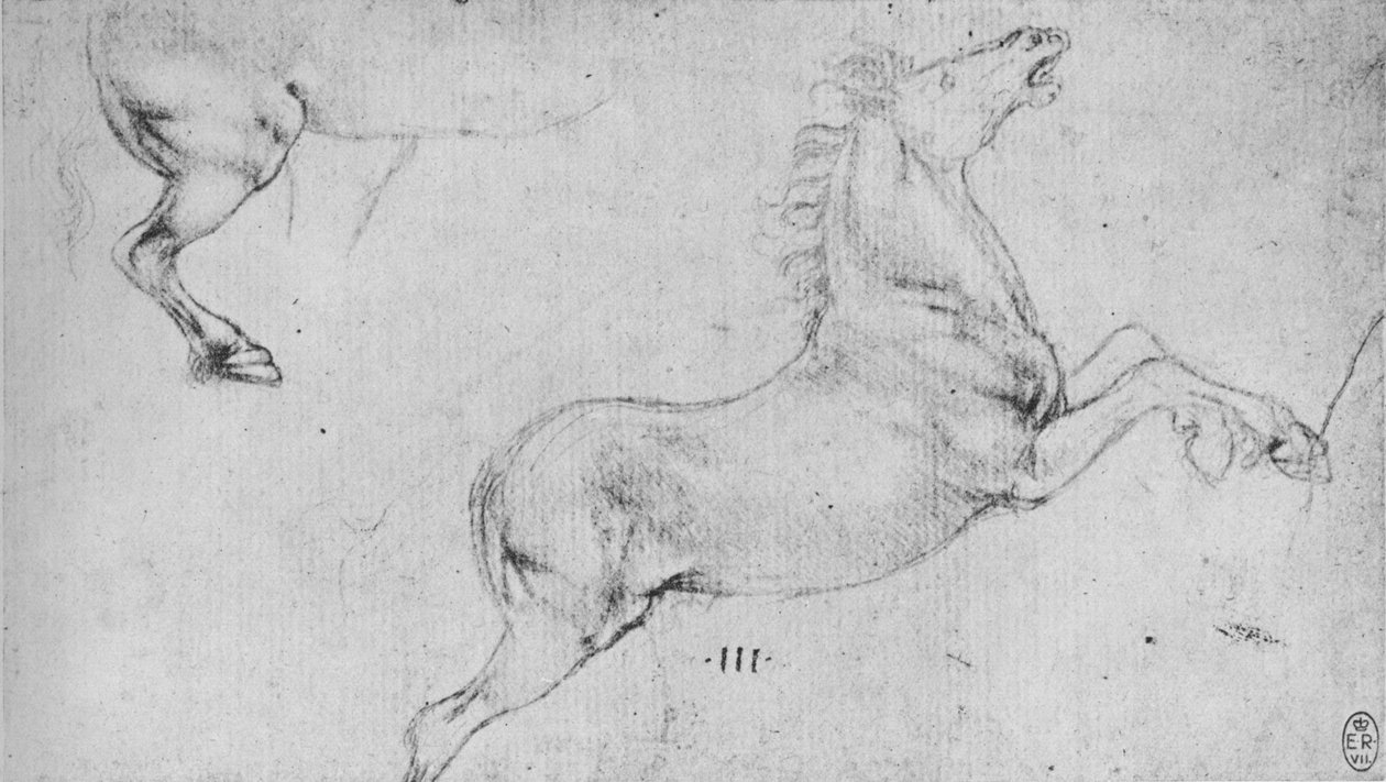 Badania konia hodowlanego i ćwiartki tylnej konia, ok. 1480 1945 r autorstwa Leonardo da Vinci