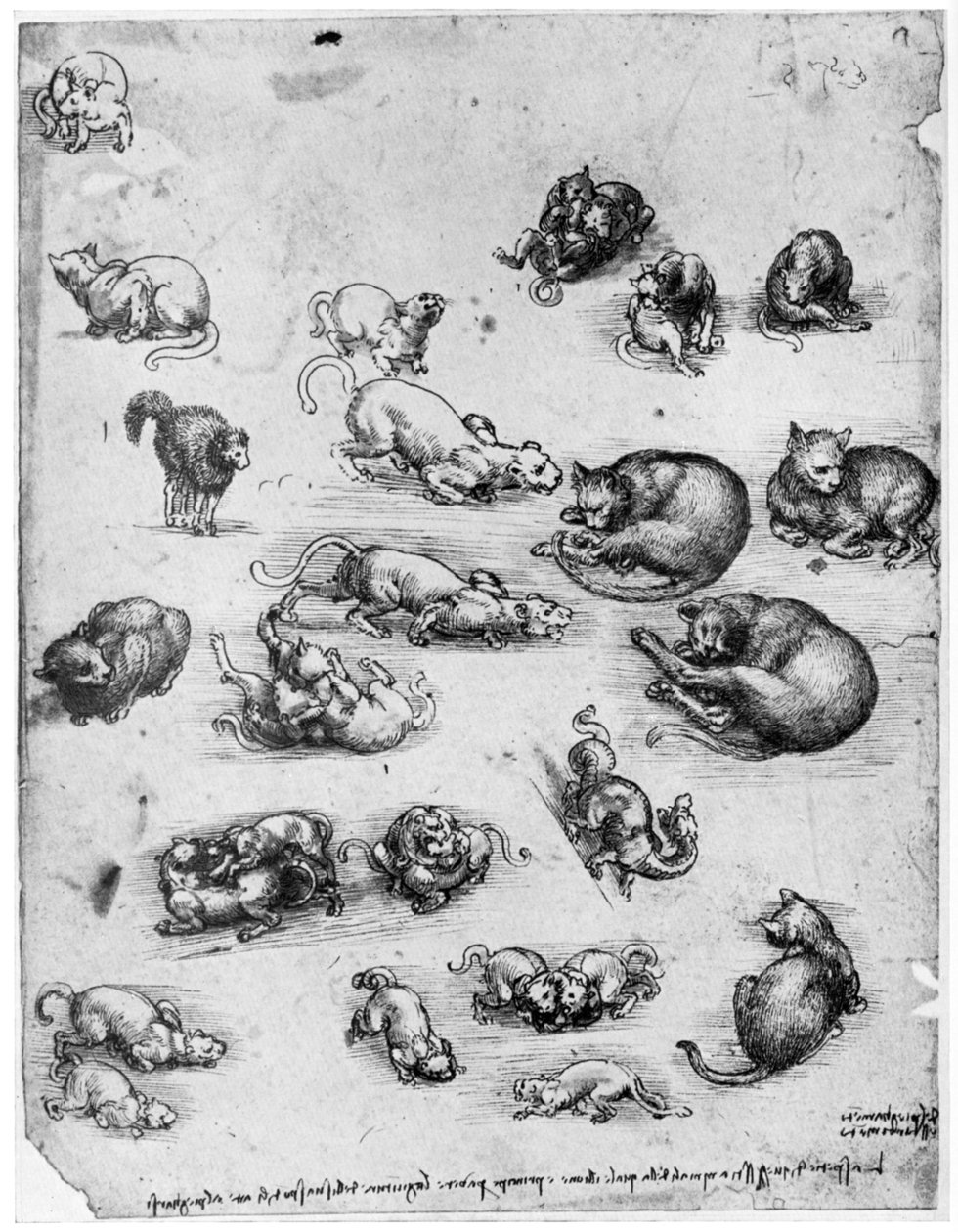 Badania kotów, 1513-1515 1954 autorstwa Leonardo da Vinci