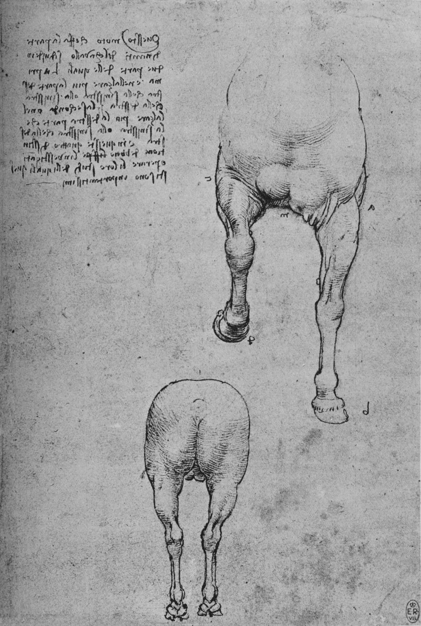 Badania ćwierćtuszy przedniej i ćwiartki tylnej konia, ok. 1480 1945 r autorstwa Leonardo da Vinci