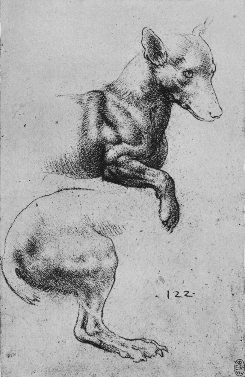 Badania przedniej i tylnej ćwiartki psa, ok. 1480 1945 r autorstwa Leonardo da Vinci