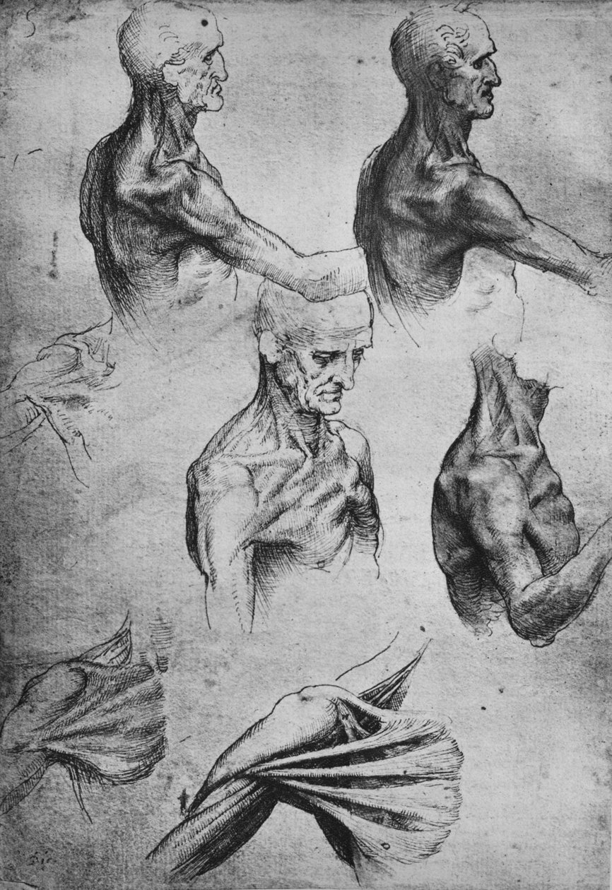 Studia głowy i ramion mężczyzny, ok. 1480 1945 r autorstwa Leonardo da Vinci