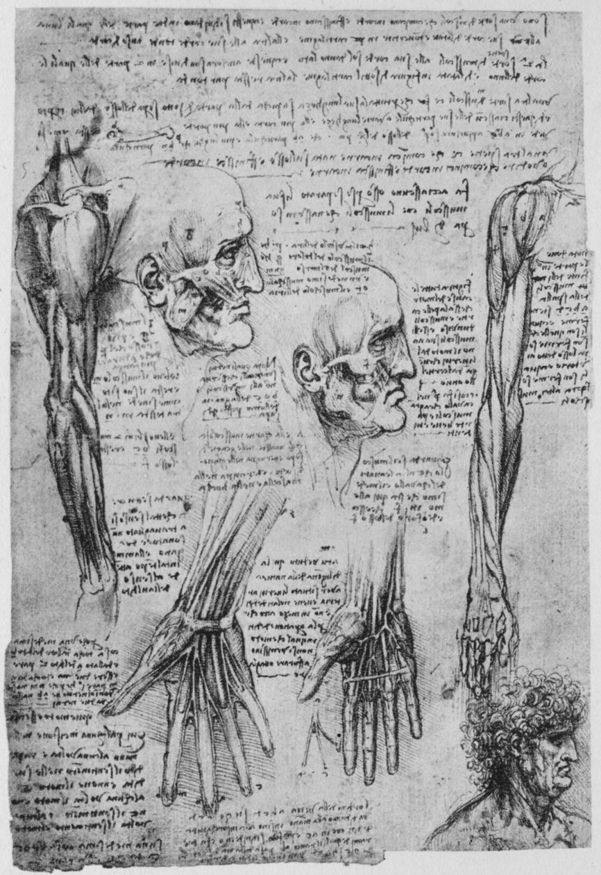 Badania mięśni twarzy i ramion, ok. 1480 1945 r autorstwa Leonardo da Vinci
