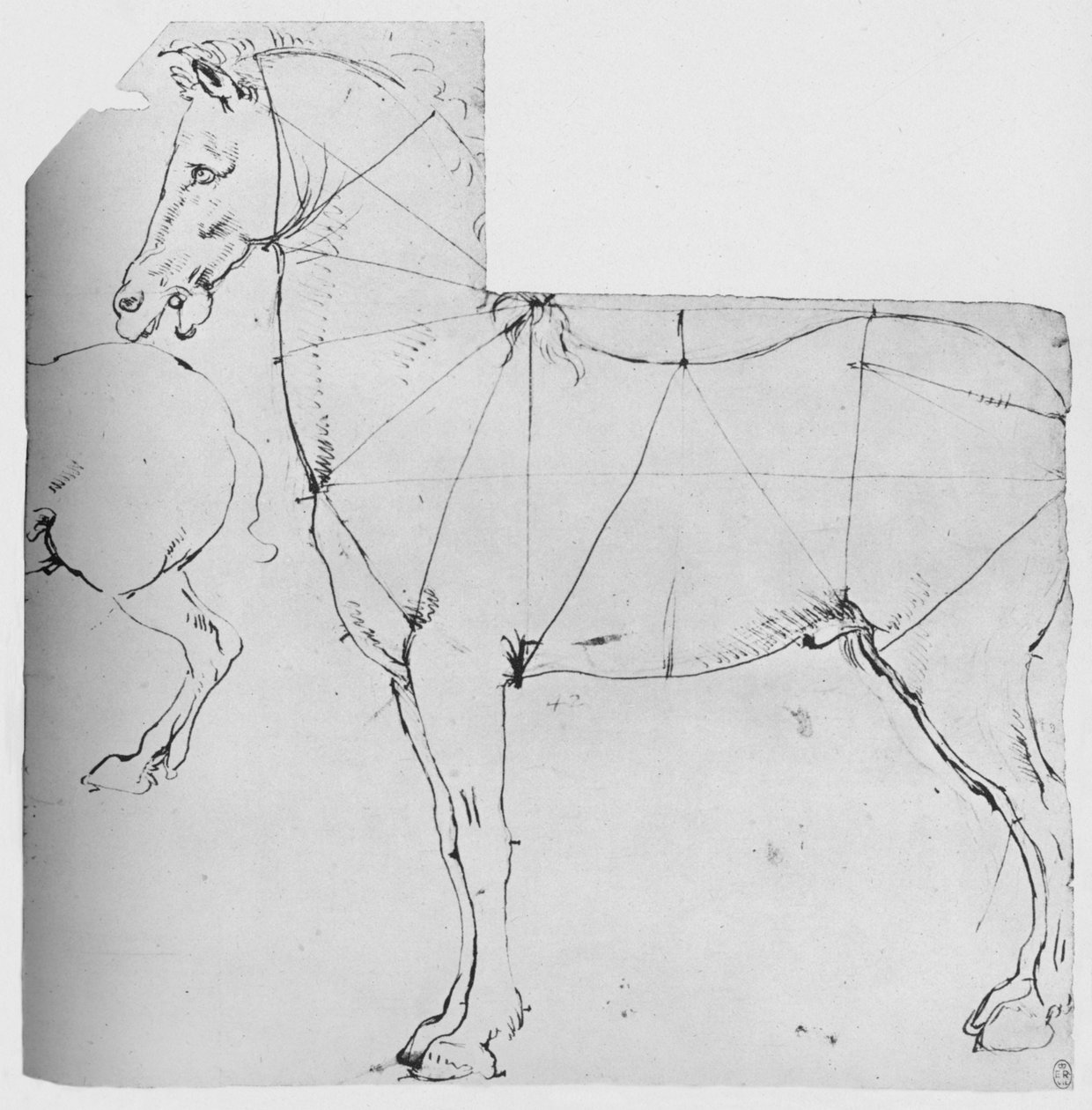 Studium konia wyznaczonego do pomiaru, ok. 1480 1945 r autorstwa Leonardo da Vinci