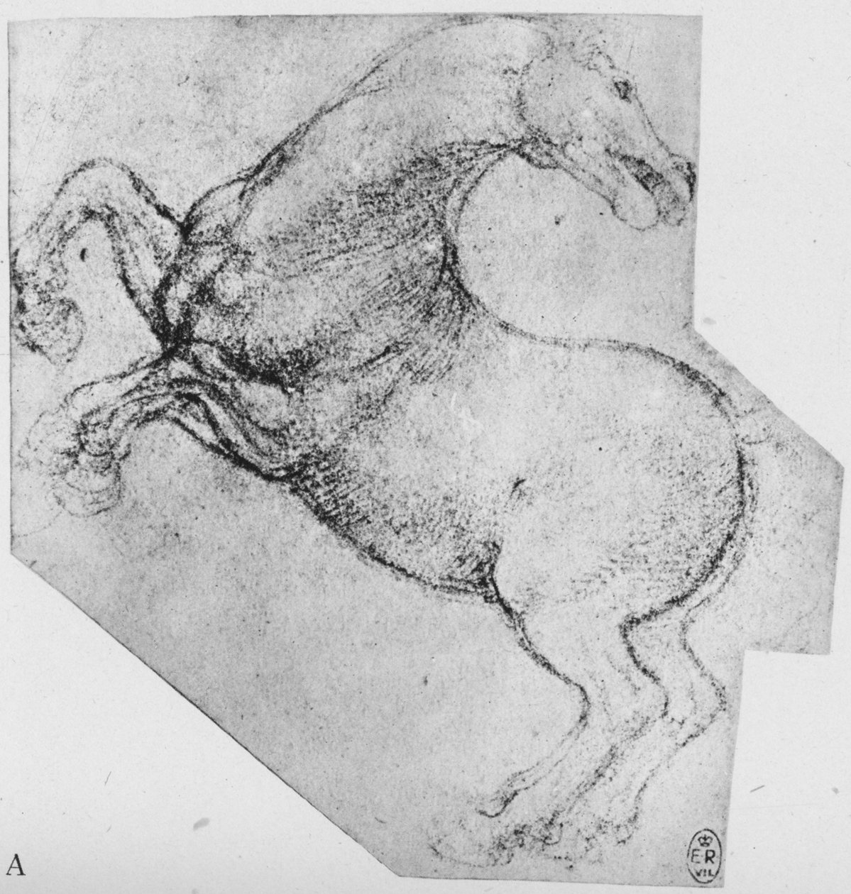 Studium konia hodowlanego, ok. 1480 1945 r. autorstwa Leonardo da Vinci
