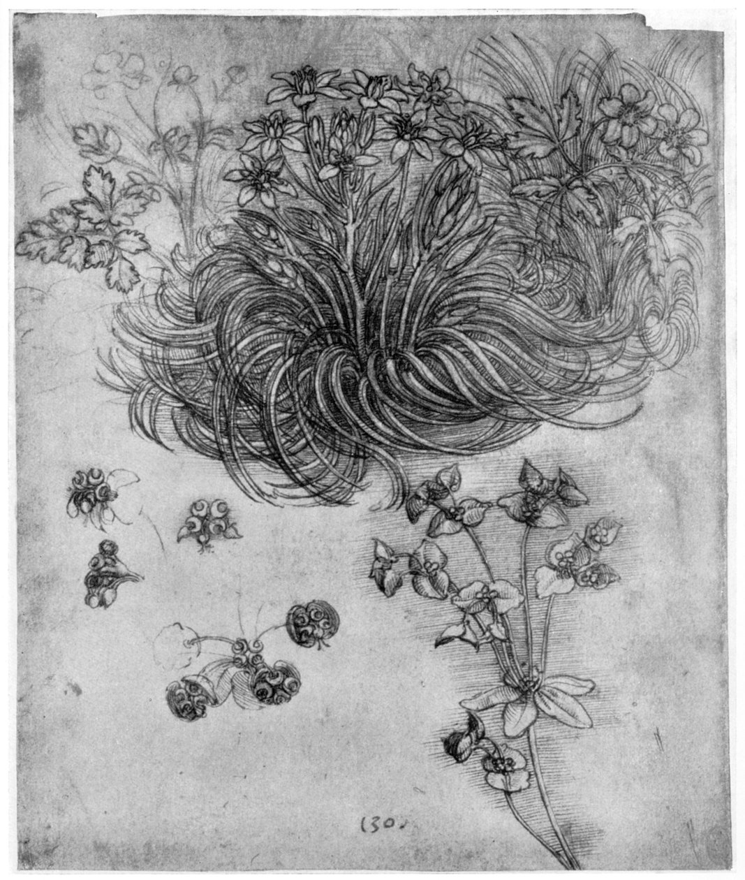 Studium rośliny z Gwiazdą Betlejemską, 1505-1507 1954 autorstwa Leonardo da Vinci
